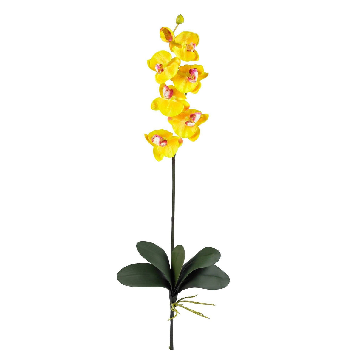 Phalaenopsis Stem (Set of 12)-Stem-Parc Decor