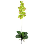Phalaenopsis Stem (Set of 12)-Stem-Parc Decor