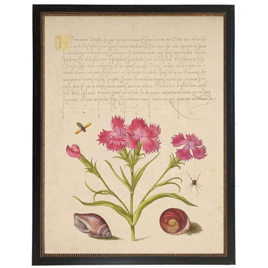 Pink Flowers and Calligraphy 1500s Bookplate Reproduction Print in Black Beaded Frame-Art-Parc Decor