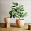 QUAKE Planter