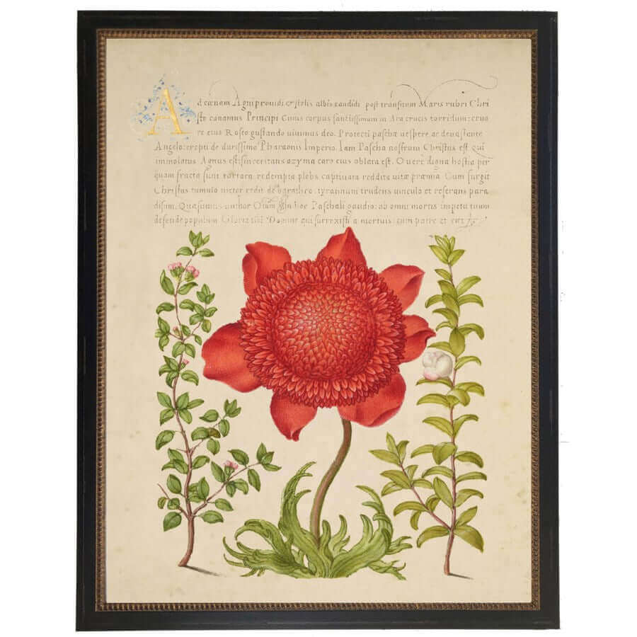 Red Flower and Calligraphy 1500s Bookplate Reproduction Print in Black Beaded Frame-Art-Parc Decor
