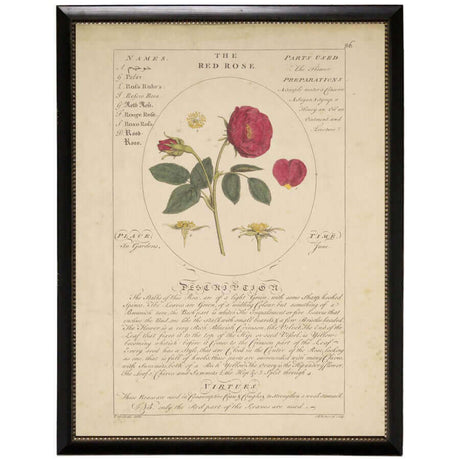 Red Rose Vintage Botanical Study Print in Black Beaded Frame-Art-Parc Decor