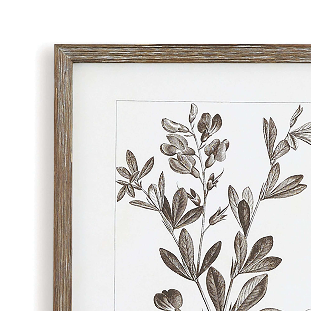 Rustic Botanical Sepia Wall Art Prints (Set of 9)-Artwork-Parc Decor