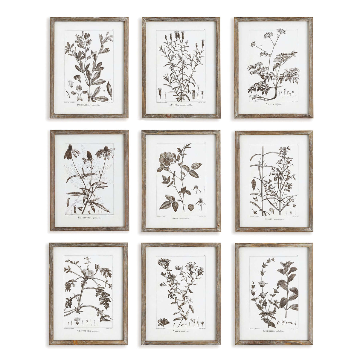 Rustic Botanical Sepia Wall Art Prints (Set of 9)-Artwork-Parc Decor