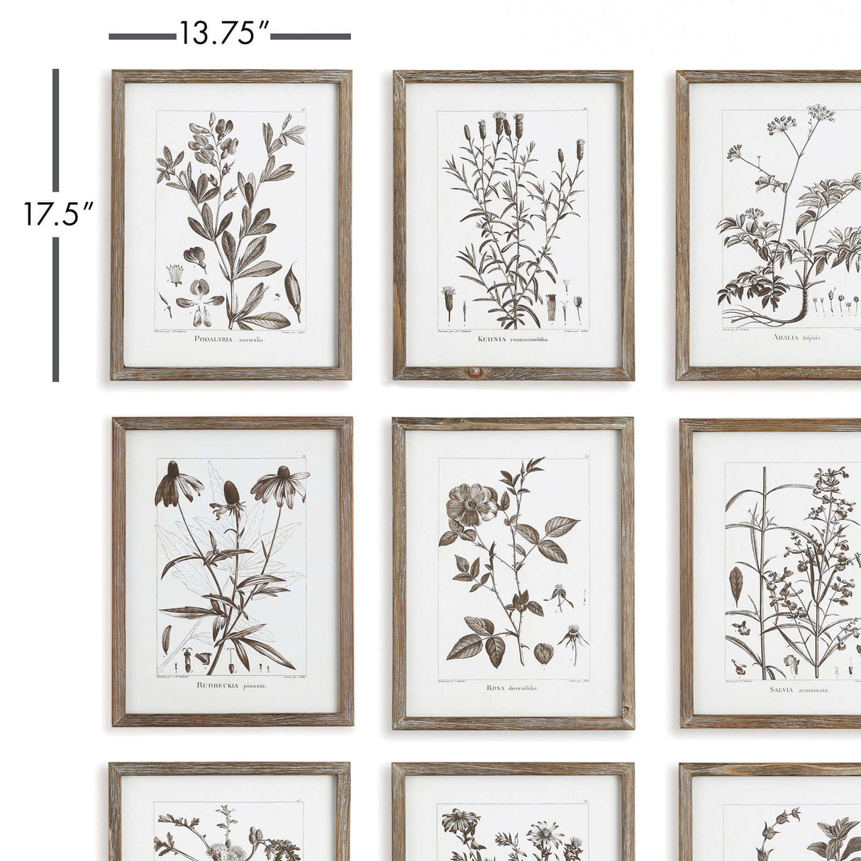 Rustic Botanical Sepia Wall Art Prints (Set of 9)-Artwork-Parc Decor