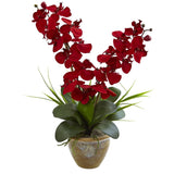 Seasonal Double Phalaenopsis Orchid Arrangement-Arrangement-Parc Decor