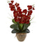 Seasonal Double Phalaenopsis Orchid Arrangement-Arrangement-Parc Decor