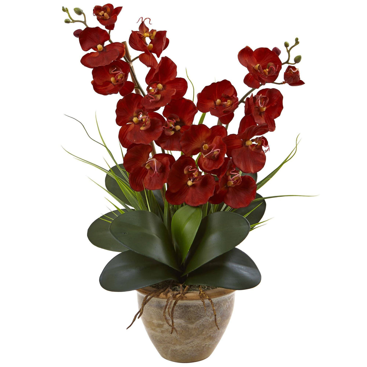 Seasonal Double Phalaenopsis Orchid Arrangement-Arrangement-Parc Decor