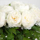 Signature Collection 20” Peony Artificial Arrangement in White Glass Vase-Arrangement-Parc Decor