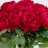 Signature Collection 20” Peony Artificial Arrangement in White Glass Vase-Arrangement-Parc Decor