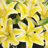 Signature Collection 29” Lily Artificial Arrangement in Glass Vase-Arrangement-Parc Decor