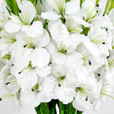 Signature Collection 44” Gladiola Artificial Arrangement in Glass Vase-Arrangement-Parc Decor