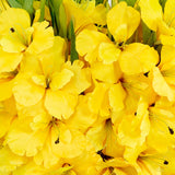 Signature Collection 44” Gladiola Artificial Arrangement in Glass Vase-Arrangement-Parc Decor