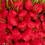 Signature Collection 44” Gladiola Artificial Arrangement in Glass Vase-Arrangement-Parc Decor