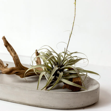 Valley Oval Platter-Home Decor-Parc Decor