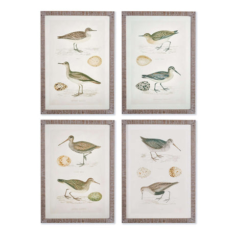 Vintage Coastal Bird Prints Wall Art (Set of 4)-Artwork-Parc Decor