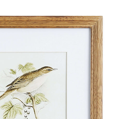 Vintage Songbird Prints Wall Art (Set of 4)-Art-Parc Decor