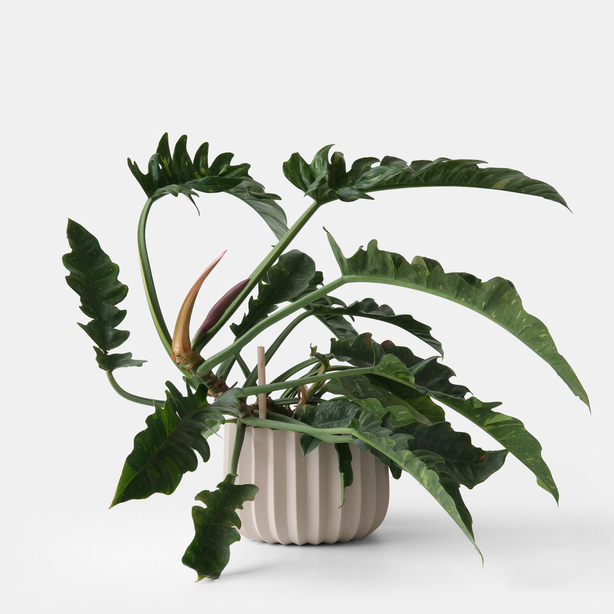 Wrap Planter - 4 sizes-Pots & Planters-Parc Decor