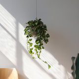 Wrap Planter - 4 sizes-Pots & Planters-Parc Decor