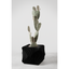 Xenova Planter
