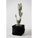 Xenova Planter